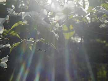 sunshine leaves